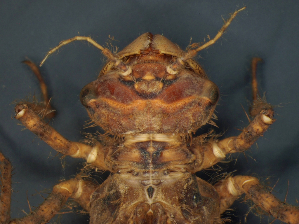 Somatochlora metallica